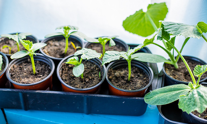 Кейс: семена и саженцы оптом